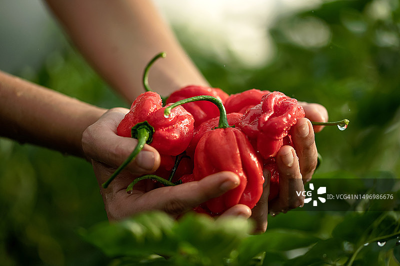女人掌中的湿红哈瓦那辣椒。水中辣椒的收获。墨西哥美食。农民拿着辣椒。种植植物。侧视图。绿色背景。特写。柔焦图片素材