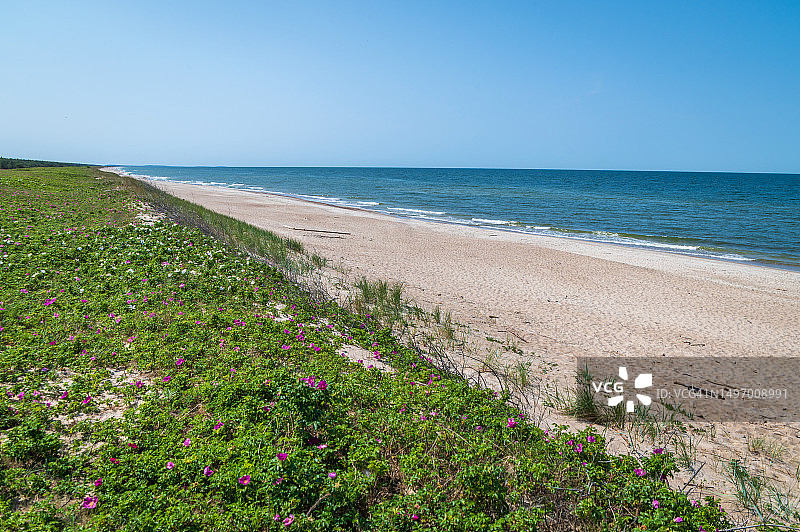 阳光明媚的空旷沙滩和鲜花图片素材