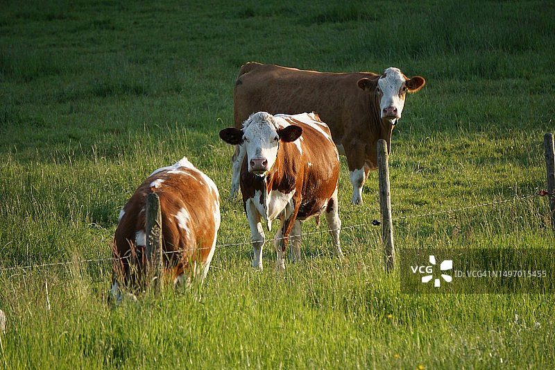 日落时分的奶牛图片素材