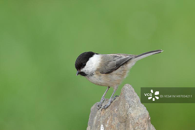 德国北莱茵-威斯特法伦维尔登，山雀栖息在石头上图片素材