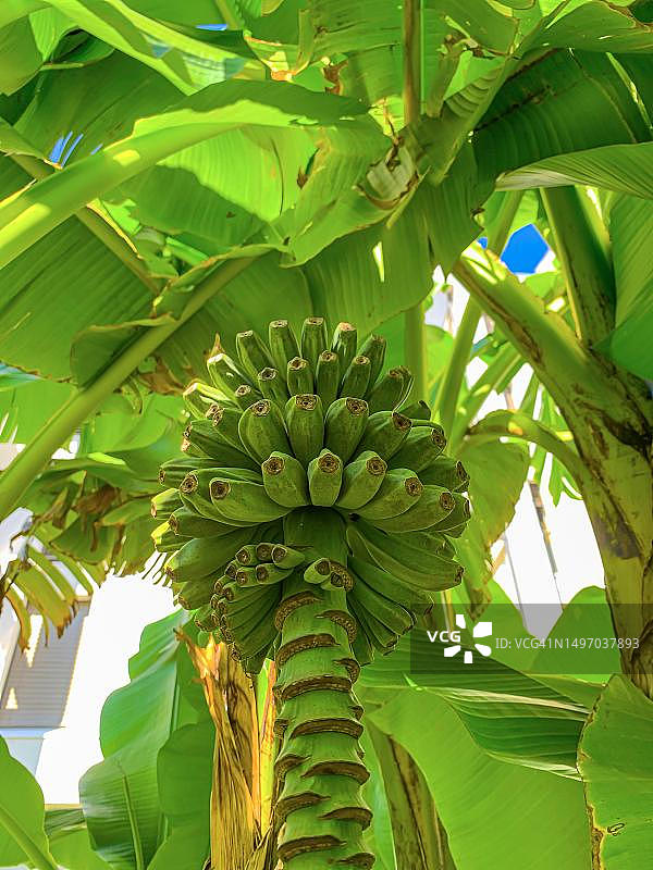 瑞士提契诺香蕉树上生长的香蕉图片素材