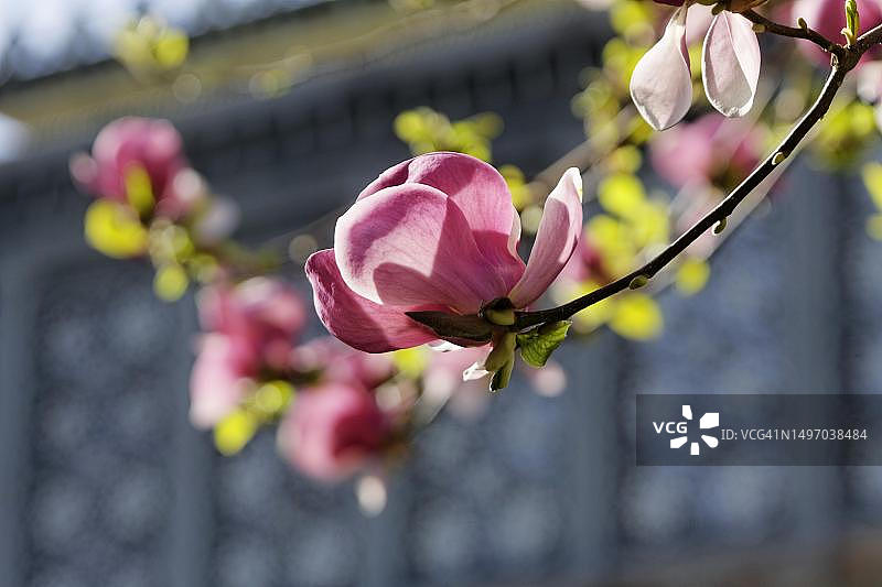 玉兰花特写，德国巴登-符腾堡州斯图加特威廉玛动植物园图片素材