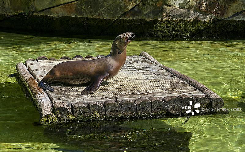 加州海狮，柏林动物园，德国图片素材