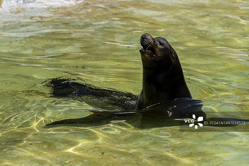 加州海狮，柏林动物园，德国图片素材