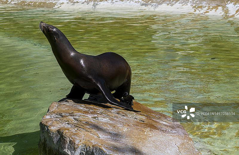 加州海狮，柏林动物园，德国图片素材