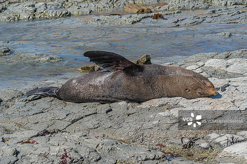 新西兰海狗（Arctocephalus forsteri），凯库拉，南岛，新西兰图片素材