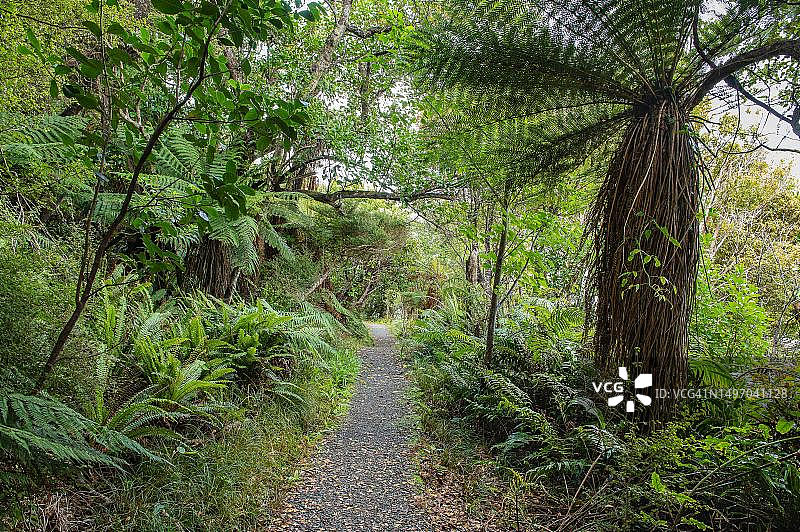 金海湾步道，位于新西兰南岛斯图尔特岛图片素材