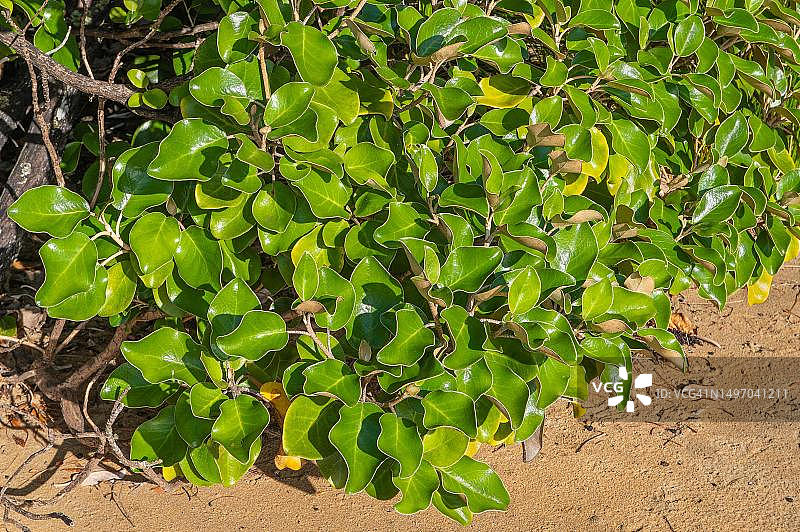 新西兰南岛乌尔瓦岛灰叶 shrub图片素材