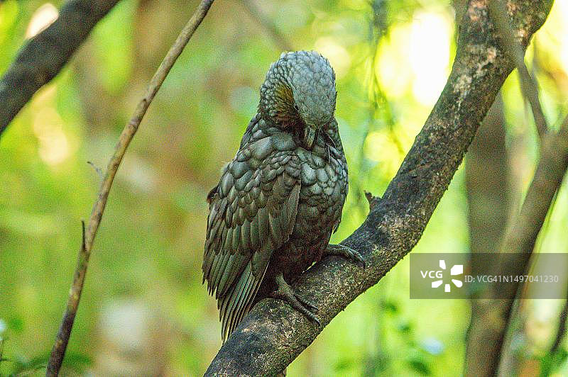 啄羊鹦鹉，保护步行区，新西兰南岛乌尔瓦岛图片素材