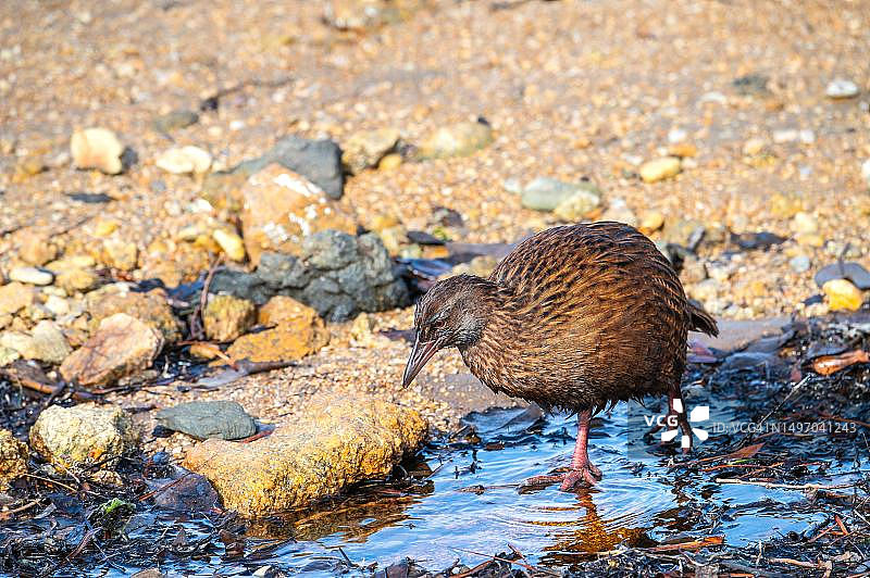 Weka秧鸡，博尔德海滩，新西兰南岛乌尔瓦岛图片素材