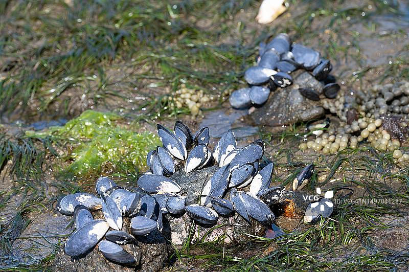 贻贝，新西兰南岛乌尔瓦岛巨石海滩图片素材