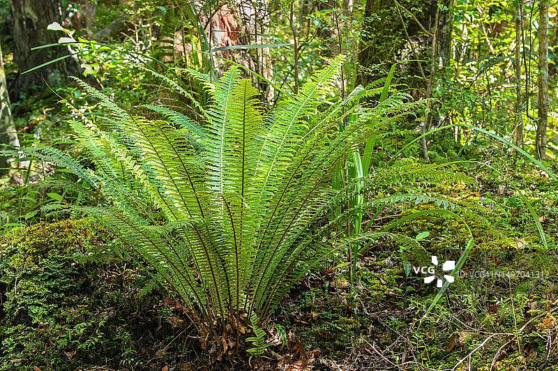 新西兰南岛，厄尔瓦岛，巨石海滩和韦斯特恩海滩之间的足迹图片素材