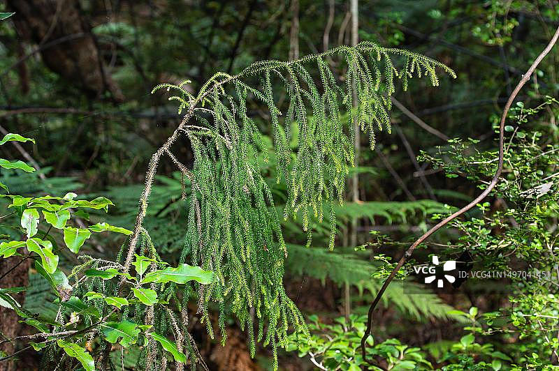 从韦斯特恩德海滩到邮局湾的步道，新西兰南岛乌尔瓦岛图片素材