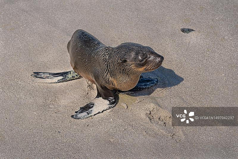 南非西海岸国家公园兰格班大西洋海岸图片素材