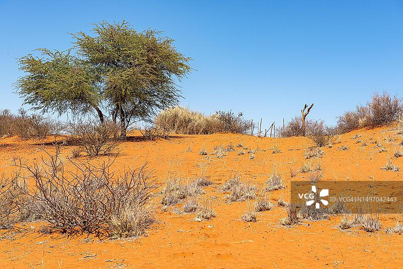卡拉哈里，戈壁那卡拉哈里公园，马里恩塔尔，纳米比亚图片素材