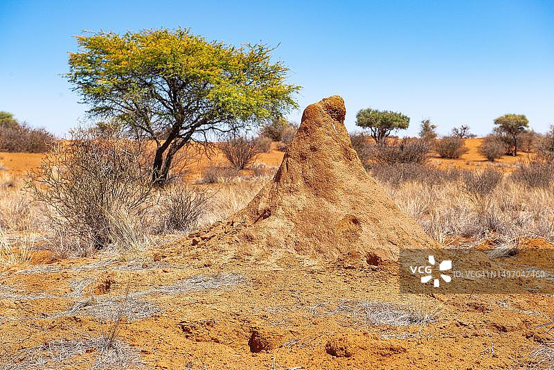 卡拉哈里，戈壁那卡拉哈里公园，马里恩塔尔，纳米比亚图片素材