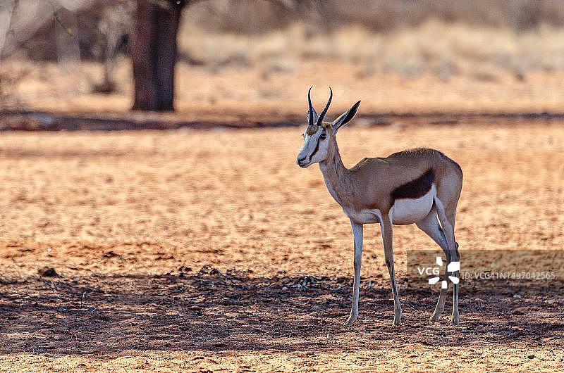卡拉哈里，戈壁那卡拉哈里公园，马里恩塔尔，纳米比亚图片素材