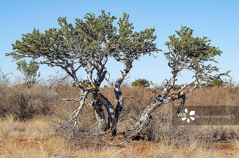 卡拉哈里，戈壁那卡拉哈里公园，马里恩塔尔，纳米比亚图片素材
