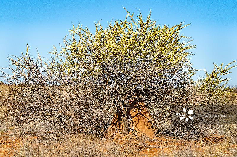 卡拉哈里，戈壁那卡拉哈里公园，马里恩塔尔，纳米比亚图片素材