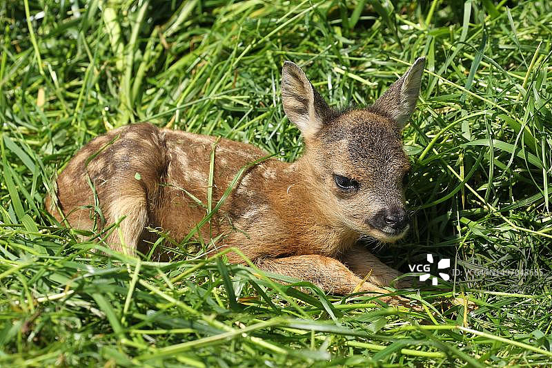 德国巴伐利亚阿尔高的幼年欧洲狍图片素材