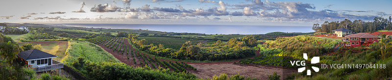 夏威夷考艾岛咖啡种植园上的日出图片素材