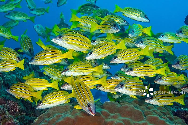 蓝条 snapper 鱼群与珊瑚礁，印度洋，马斯克林群岛，毛里求斯图片素材