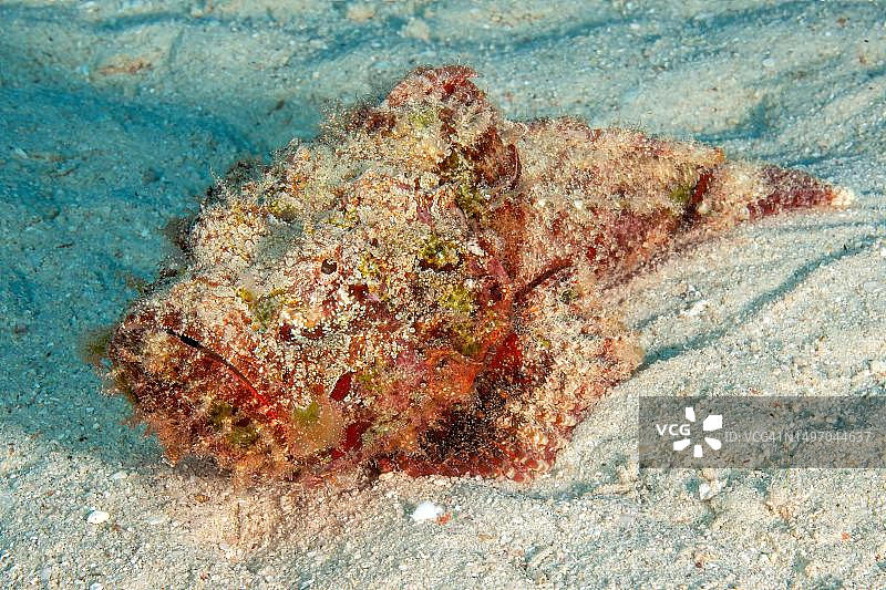 魔鬼蓑鲉图片素材