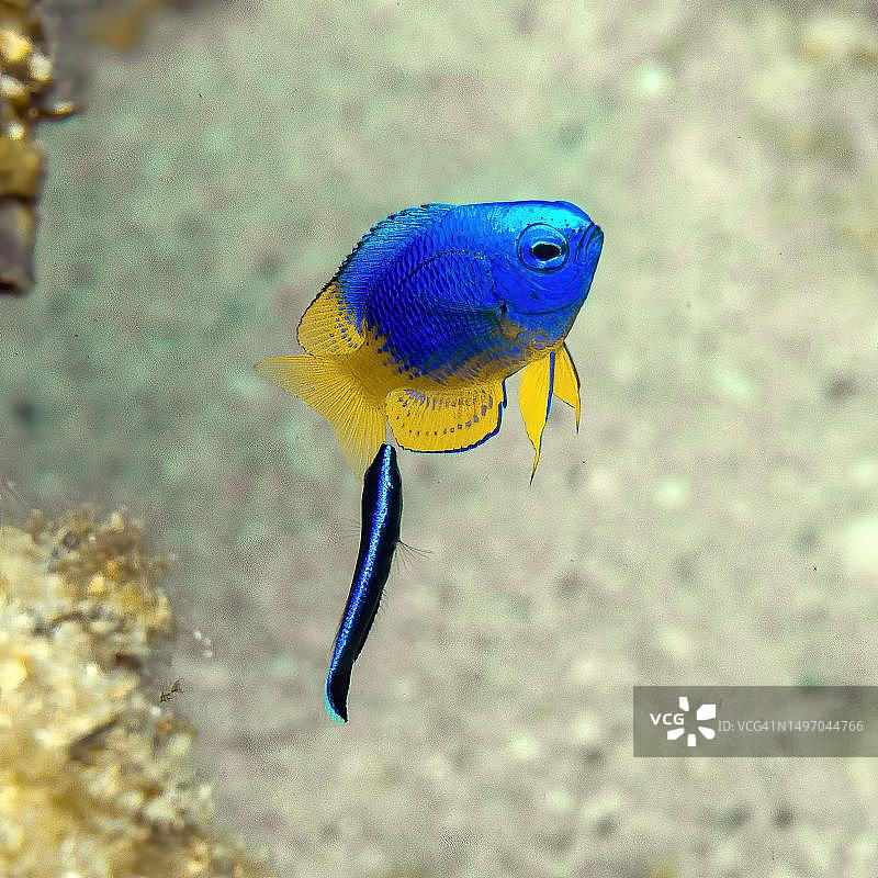 印度洋小雀鲷与蓝带裂唇鱼的共生行为。图片素材