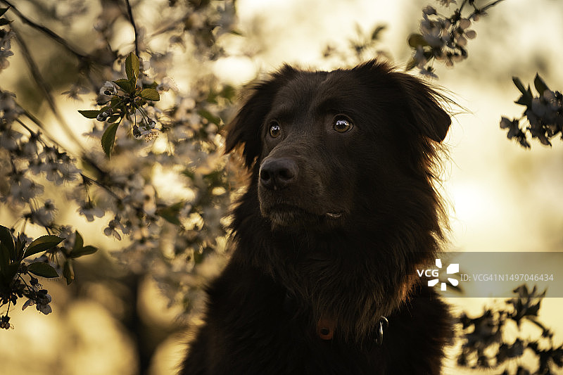 扁毛寻回犬肖像图片素材