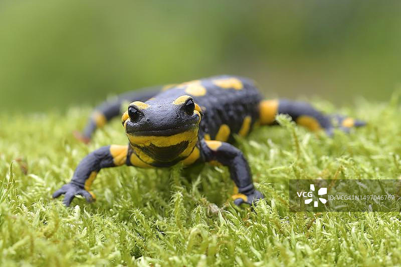 在德国北莱茵-威斯特法伦州锡格兰地区，火蜥蜴（Salamandra salamandra）在苔藓上爬行图片素材