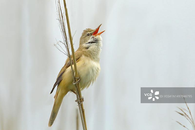 大苇莺在芦苇秆上鸣叫，背景明亮，奥地利布尔根兰州诺伊锡德尔湖图片素材