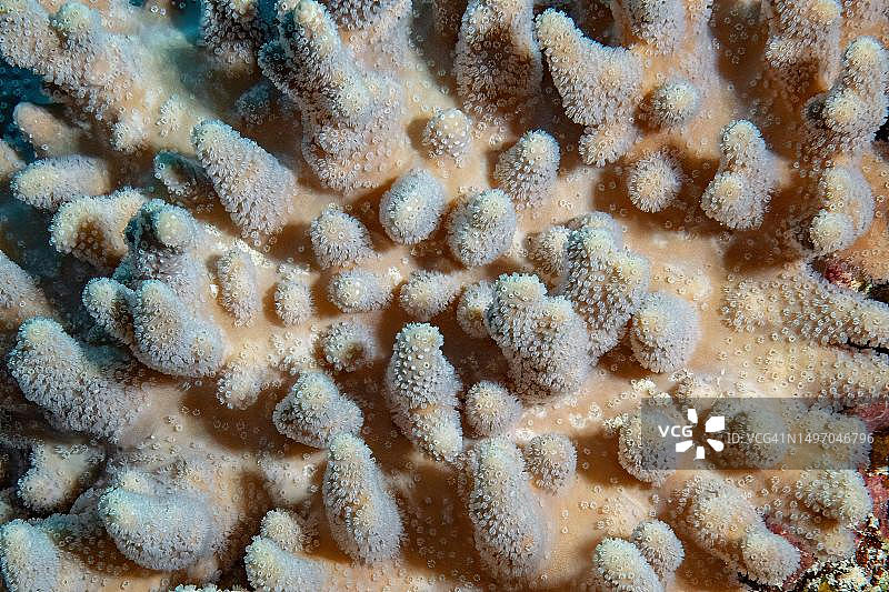 印度洋马斯克林群岛的大指皮革珊瑚（Sinularia macropodia）图片素材