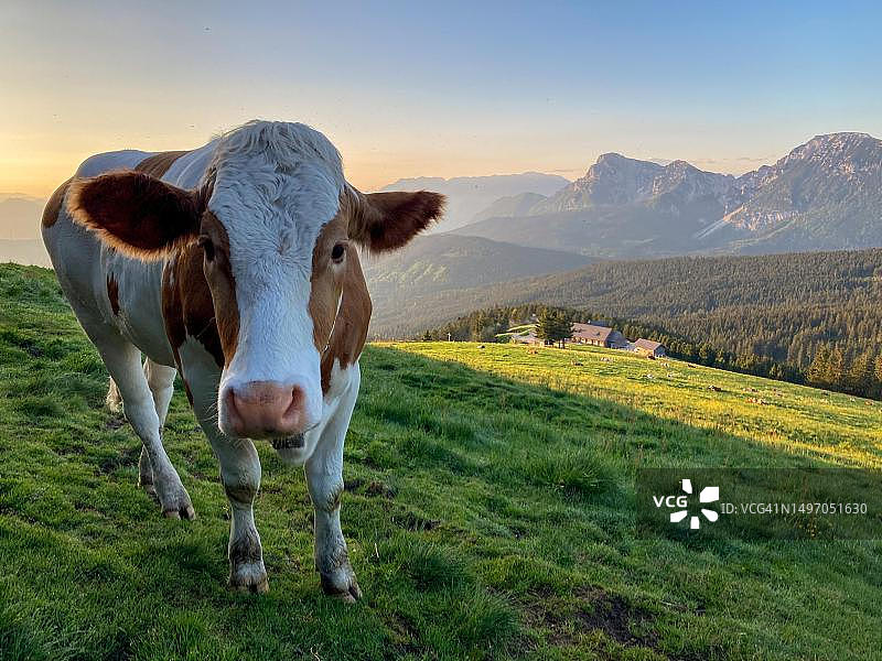 德国巴伐利亚州基姆高斯托伊塞尔阿尔姆的日出时分好奇的奶牛图片素材