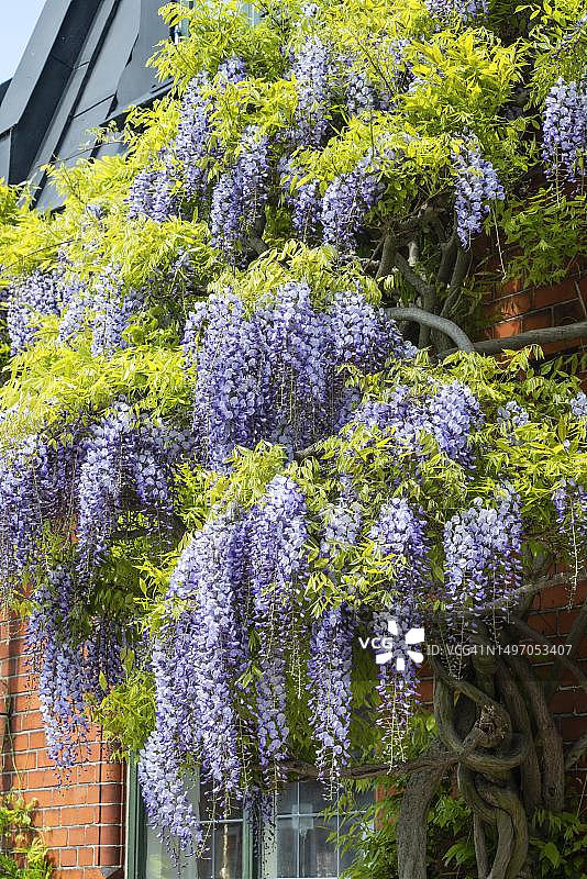瑞典斯科纳亚斯塔德的蓝雨紫藤图片素材