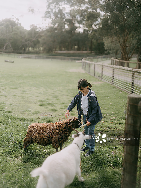 在澳大利亚农场喂山羊和绵羊的年轻女孩图片素材