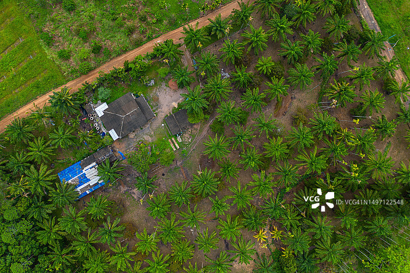 棕榈花园高角度景观图片素材