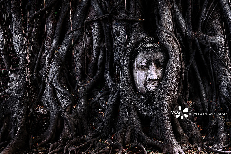 阿瑜陀耶府玛哈泰寺树根中的佛头图片素材