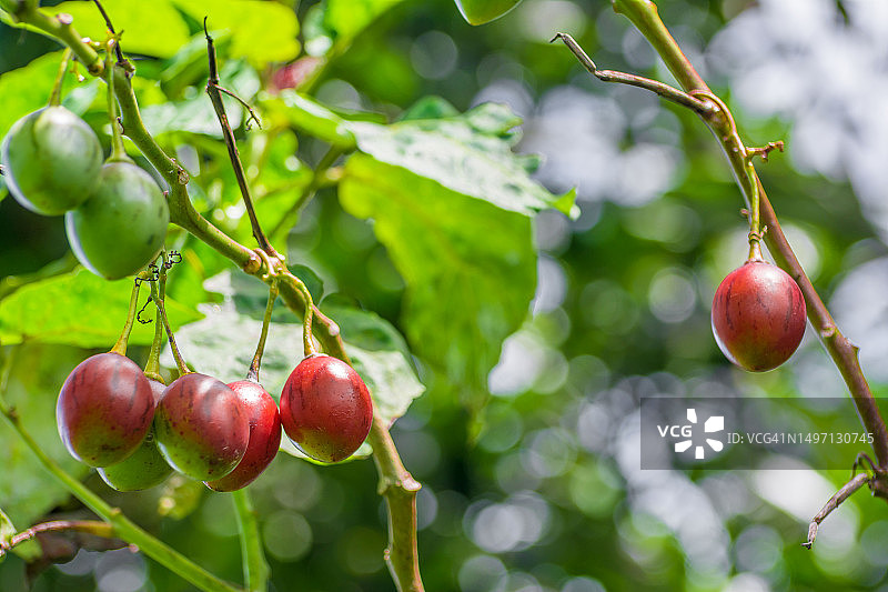 树番茄图片素材