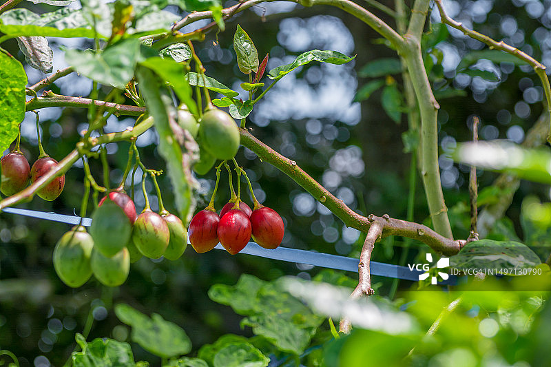 树番茄图片素材