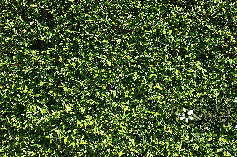 花园中绿色树篱植物特写背景图片素材