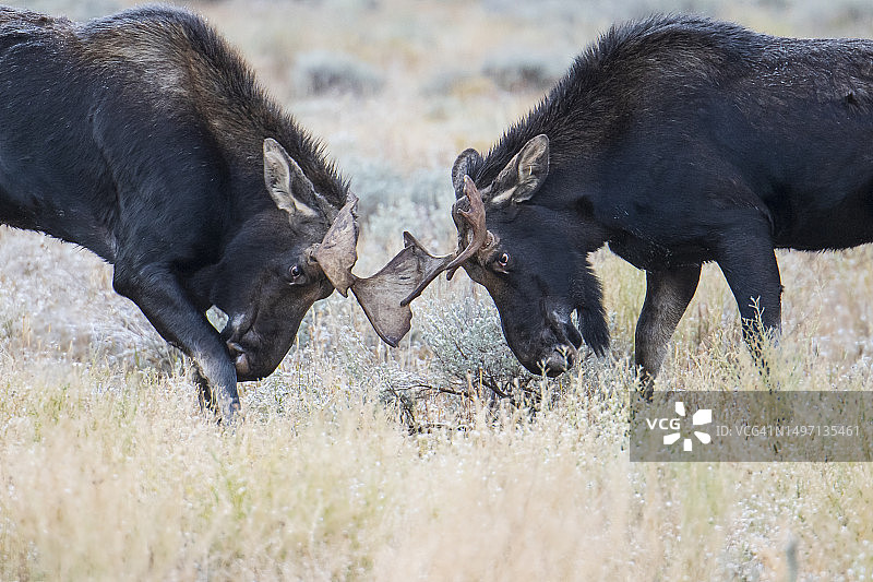 秋色景观中争斗的驼鹿图片素材