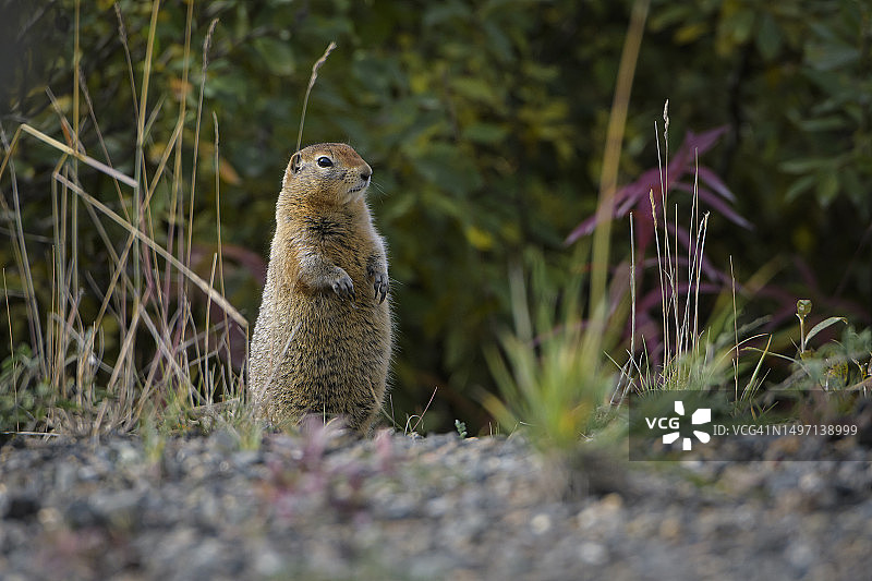 阿拉斯加的北极地松鼠图片素材