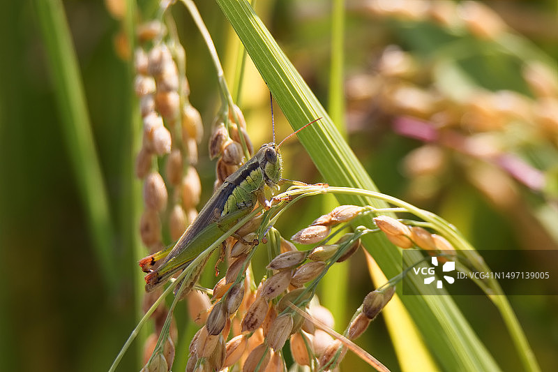 蚱蜢图片素材