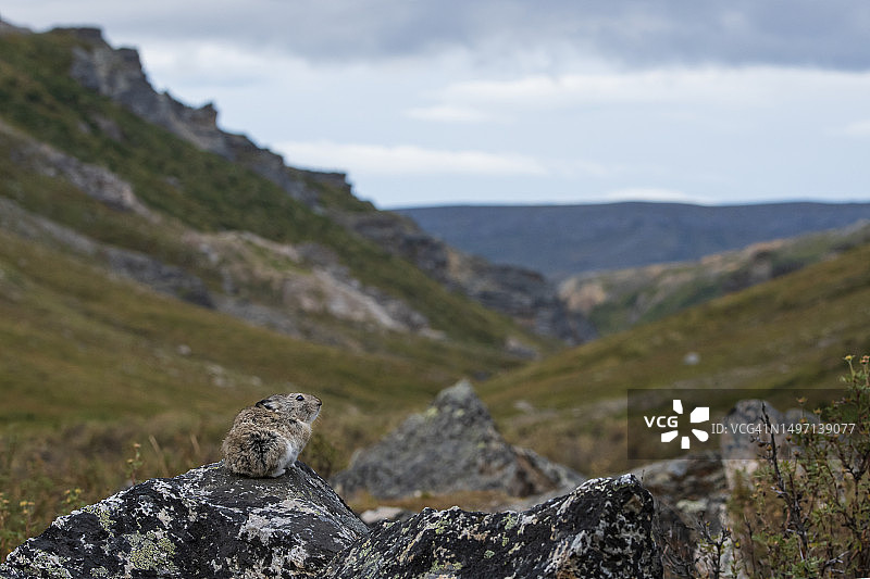 岩石景观中的领北极兔（Ochotona collaris）图片素材
