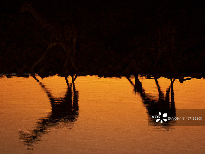 长颈鹿在水坑中的倒影图片素材