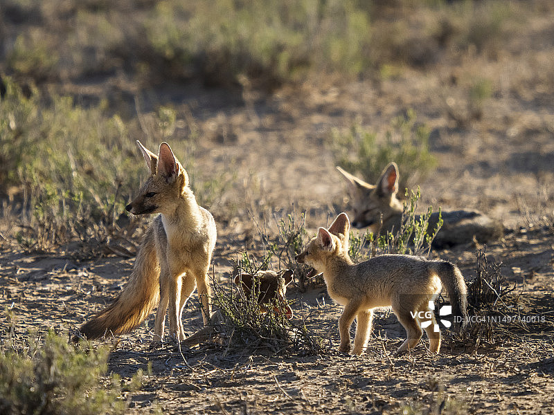 非洲狐和幼崽图片素材