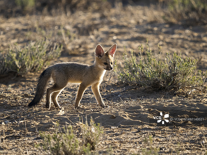 海角狐幼崽图片素材