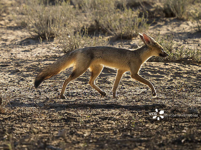 开普狐图片素材