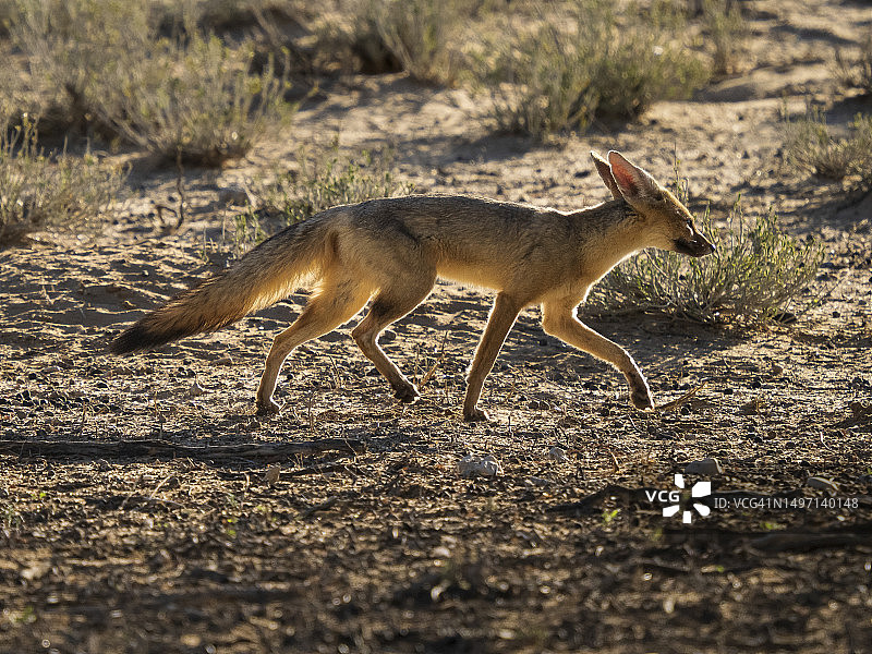 开普狐图片素材