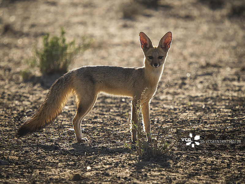 开普狐图片素材
